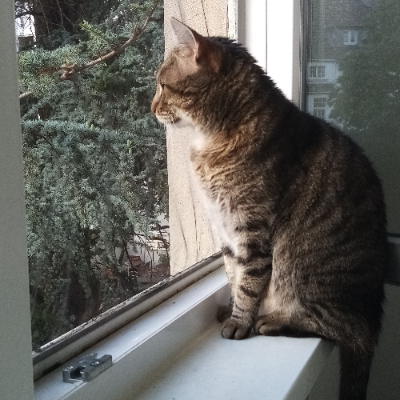 avatar for shmarra@kolektiva.social