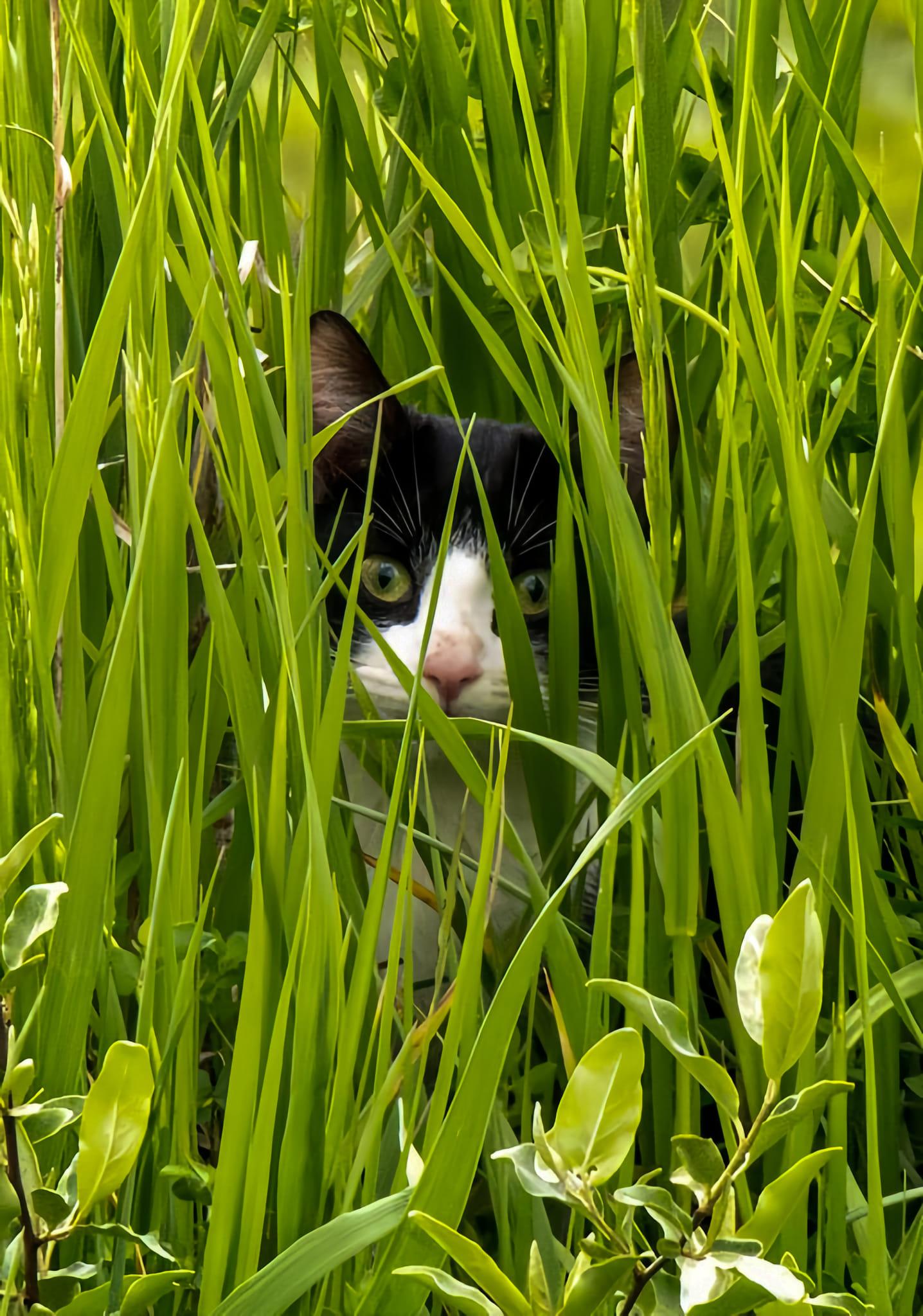 ALT

Gato escondido entre plantas.