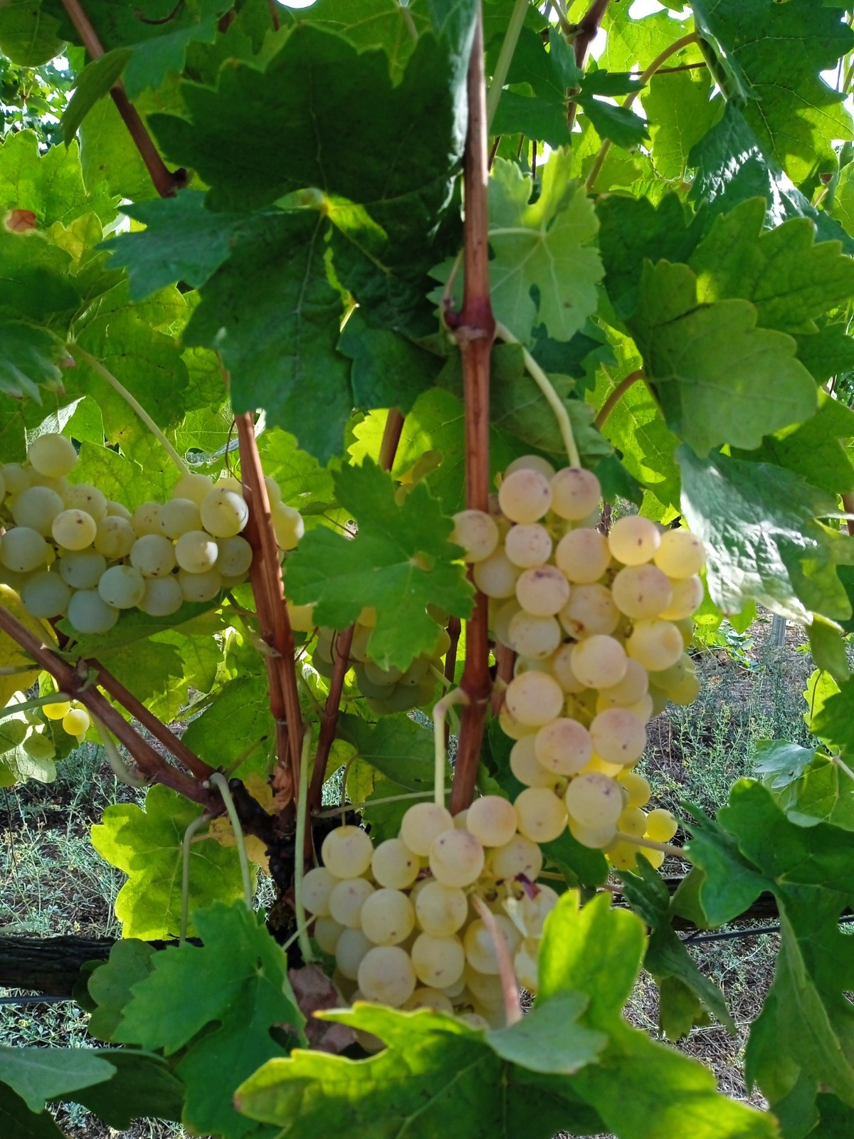 Garnatxa zuri aleak mahastian Jaso aurretik